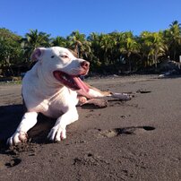 ROCCO 