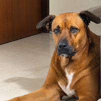 CANELA SOSA 
