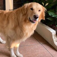 SARGENTO BARRIERE 