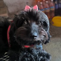CHISPITA 