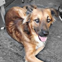 HACHI 