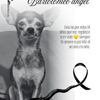 BARTOLOMEO ANGEL 