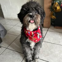 PELUCHE SANCHEZ 