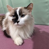 LUNA 