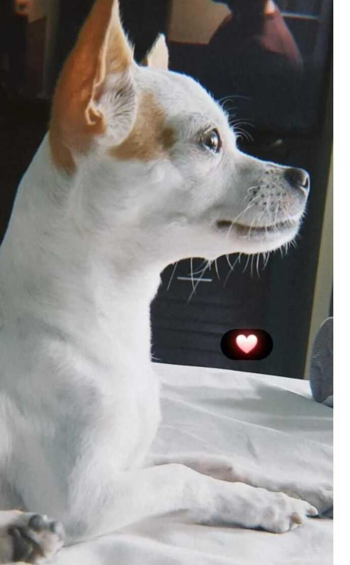 MAX CHAVEZ | Kipets crematorio de mascotas